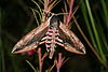 Privet Hawk-moth Sphinx ligustri 02.jpg