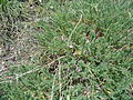 Astragalus sempervirens.JPG