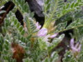 Astragalus sempervirens1.JPG