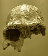 Fossil KNM-ER 3883.JPG