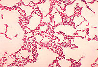 Bacillus coagulans 01.jpg
