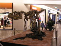 Piatnitzkysaurus-front.jpg