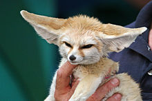 "A light brown fox is held in one hand of a person. It's large ears are sticking out horizontally."