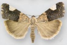 Acontia areloides (female).JPG