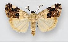 Acontia geminocula (male).JPG
