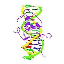 PBB Protein NR4A1 image.jpg