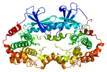 Protein MAP2K2 PDB 1s9i.png