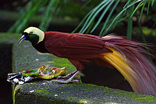 Paradisaea apoda -Bali Bird Park-6.jpg