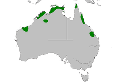 Mapa de distribución de Dasyurus hallucatus