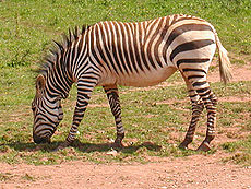 Zebra.zoo.750pix.jpg