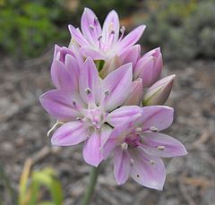 Alliumunifolium.jpg