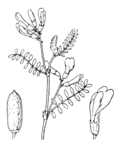 Astragalus baionensis.png
