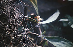 Bifrenaria longicornis - pl.jpg