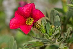 Calibrachoa flower red.jpg