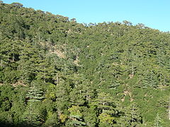 Bosque de cedros en las Montañas Troodos en Chipre, cordillera donde fue descubierto el primer ejemplar de Mus cypriacus