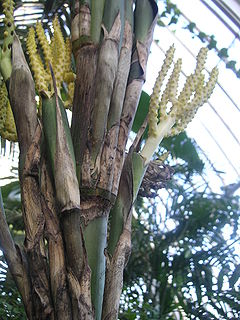 Chamaedorea alternans Inflorescence.jpg