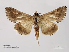 Chrysodeixis argentifera ventral.jpg