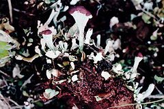 Cladonia sobolescens-7.jpg