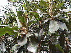 Eriobotrya japonica0.jpg