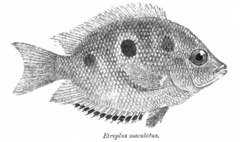EtroplusMaculatus.png