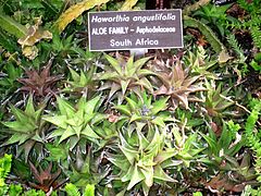 Haworthia angustifolia (Washington DC).jpg