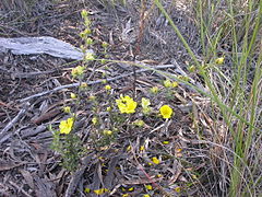Hibbertia obtusifolia 1.jpg