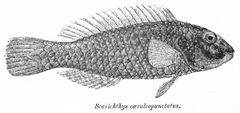 Leptoscarus vaigiensis Day.png