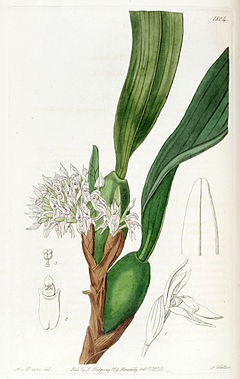 Maxillaria densa - Edwards vol 21 pl 1804 (1836).jpg