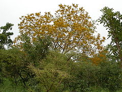 Pterocarpus erinaceus MS 4178.JPG