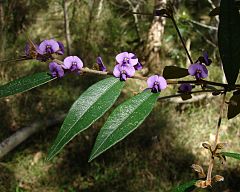 Purple pea bush (Hovea acutifolia).jpg