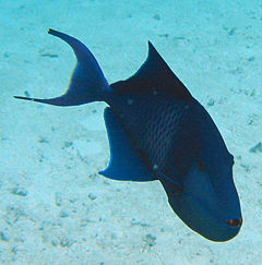 Redtoothed triggerfish3.jpg