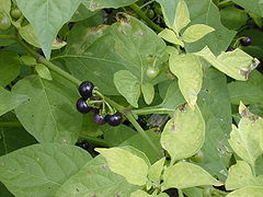 Starr 010520-0074 Solanum americanum.jpg