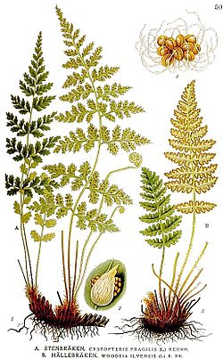 503 Woodsia ilvensis, Cystopteris fragilis.jpg