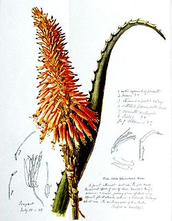 Aloe arborescens00.jpg