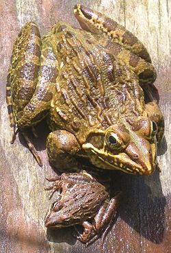 Amietia angolensis (common river frog).jpg