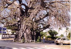 Baobab M.jpg