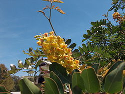 Caesalpinia spinosa.jpg