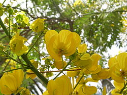 Cassia-spectabilis-flowers.JPG