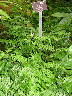 Cibotium barometz - Hong Kong Park Conservatory - IMG 9844.JPG