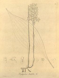 Diglyphosa latifolia - Xenia 1-80 (1858).jpg