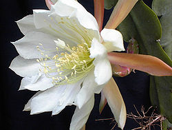Epiphyllumcrenatum13UME.jpg