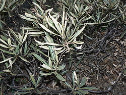 Eriodictyon californicum 00096.JPG