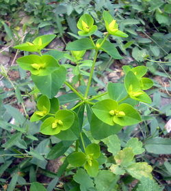 Euphorbia amygdaloides bgiu.jpg