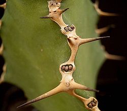 Euphorbia angularis2 ies.jpg