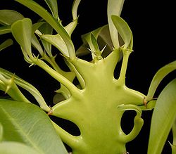 Euphorbia barnhartii ies.jpg