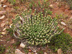 Euphorbia caput medusa PICT3430 .JPG
