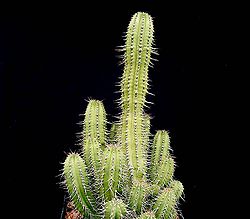 Euphorbia fruticosa ies.jpg