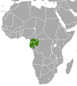 Distribución del gálago de Gabón