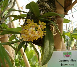 Gastrochilus japonicus OrchidsBln0906.jpg
