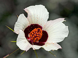 Hibiscus caesius.jpg